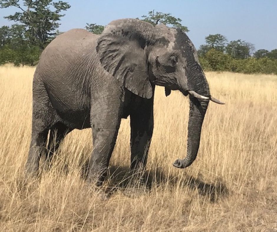 Connect with wildlife - Phazama Farm Botswana